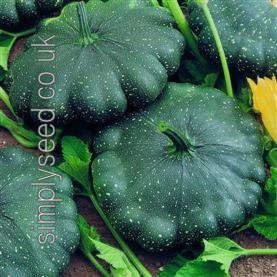 Squash Patty Pan Total Eclipse